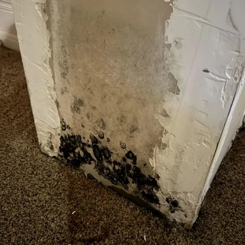Professional Mold Removal in Henderson County, IL